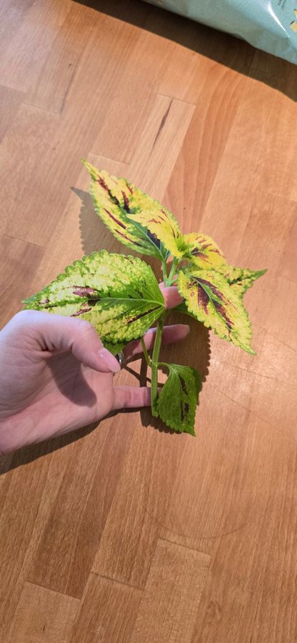 Palettblad Coleus - NN (fröis)