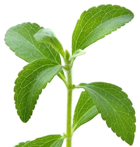 Stevia, naturligt sötningsmedel, kan odlas i kruka, 5 frön