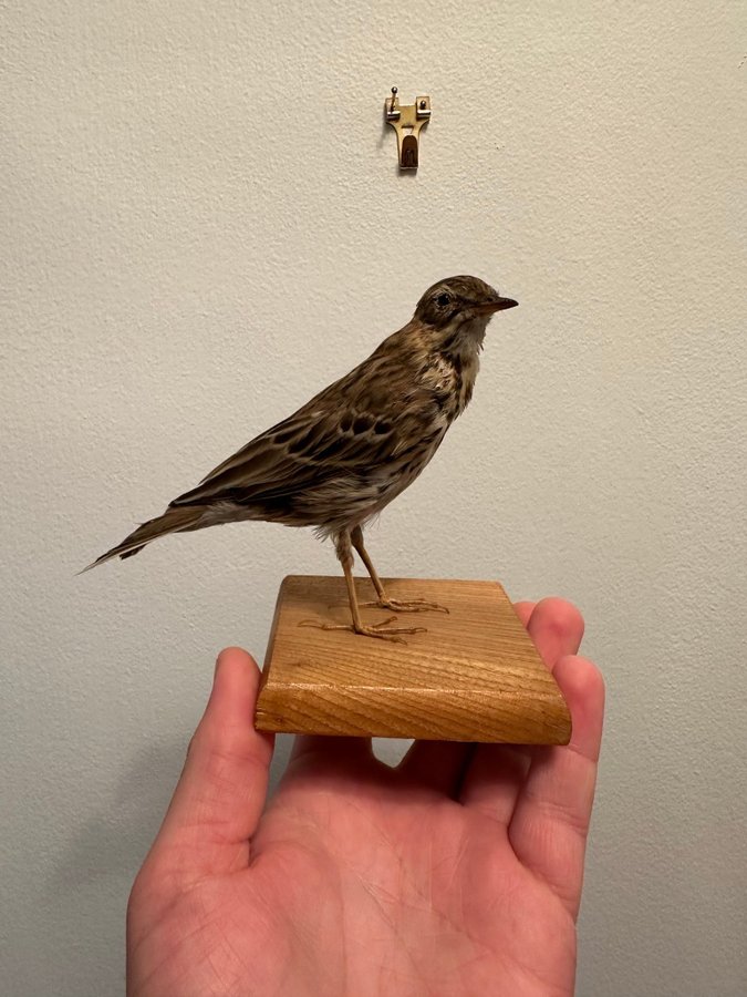 Ängspiplärka uppstoppad taxidermi