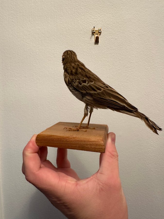 Ängspiplärka uppstoppad taxidermi