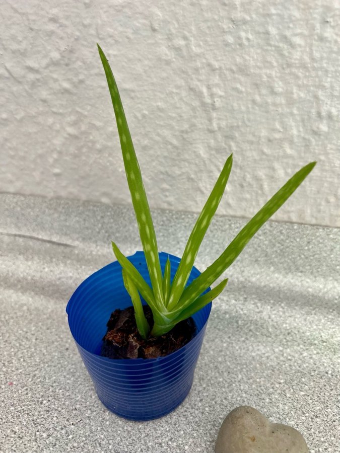 Aloe Vera 11 cm