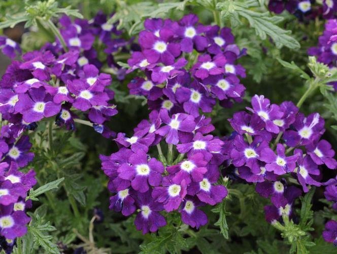 Verbena Magenta, höjd 25 cm, blommar juni-oktober, 40 frön