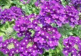 Verbena Magenta, höjd 25 cm, blommar juni-oktober, 40 frön