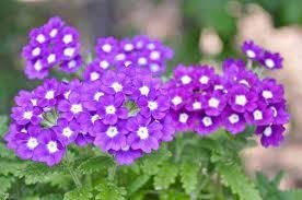 Verbena Magenta, höjd 25 cm, blommar juni-oktober, 40 frön