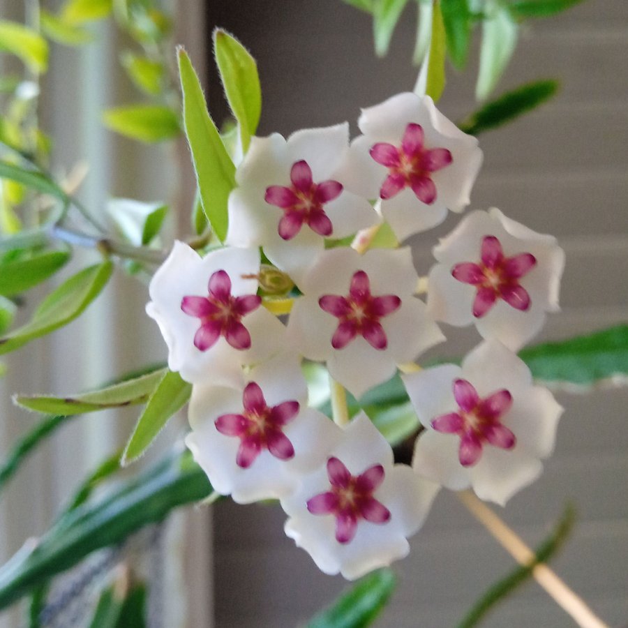 Hoya bella porslinsblomma