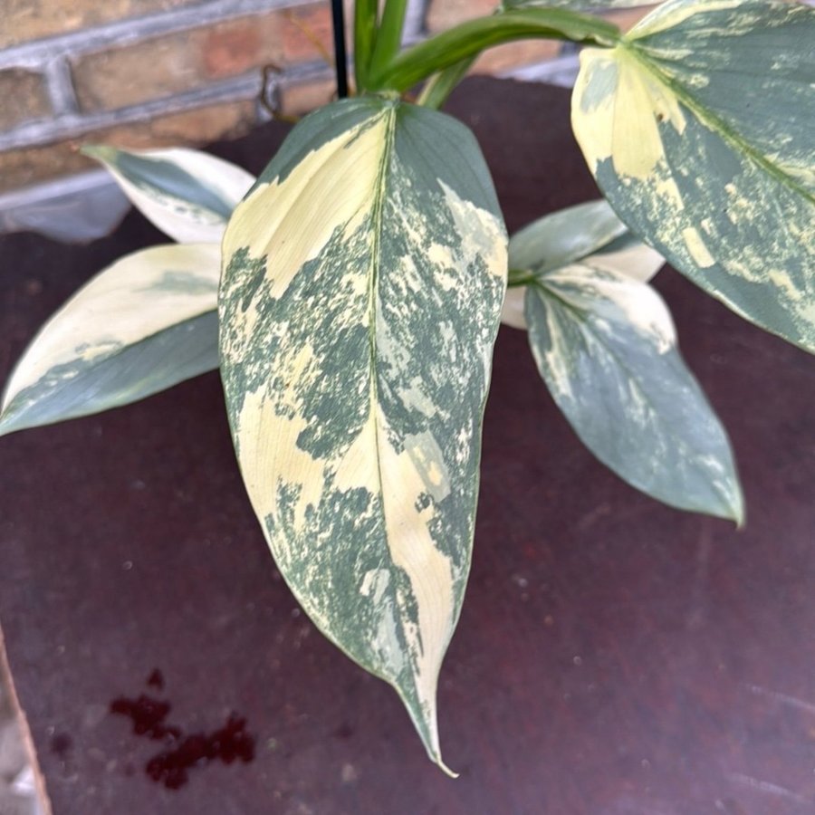 Philodendron Silver Sword Variegata