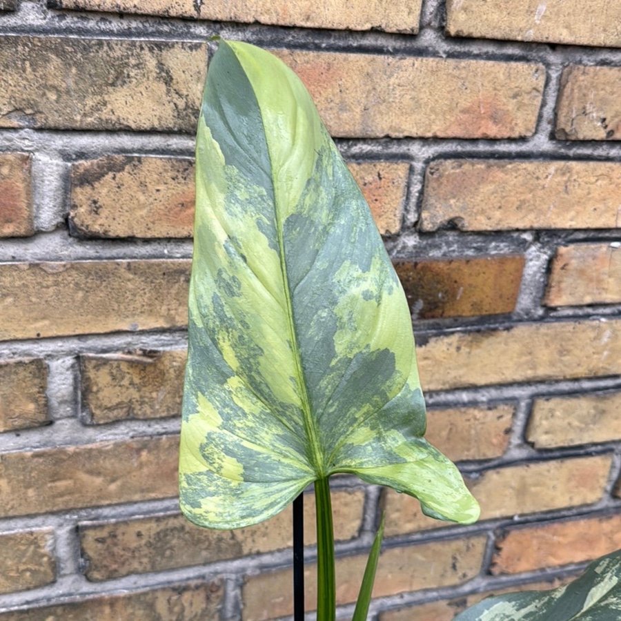 Philodendron Silver Sword Variegata