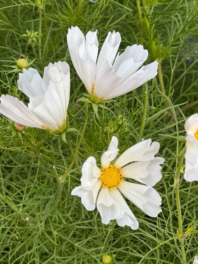 Fröer av Cosmos/ Rosenskära vit