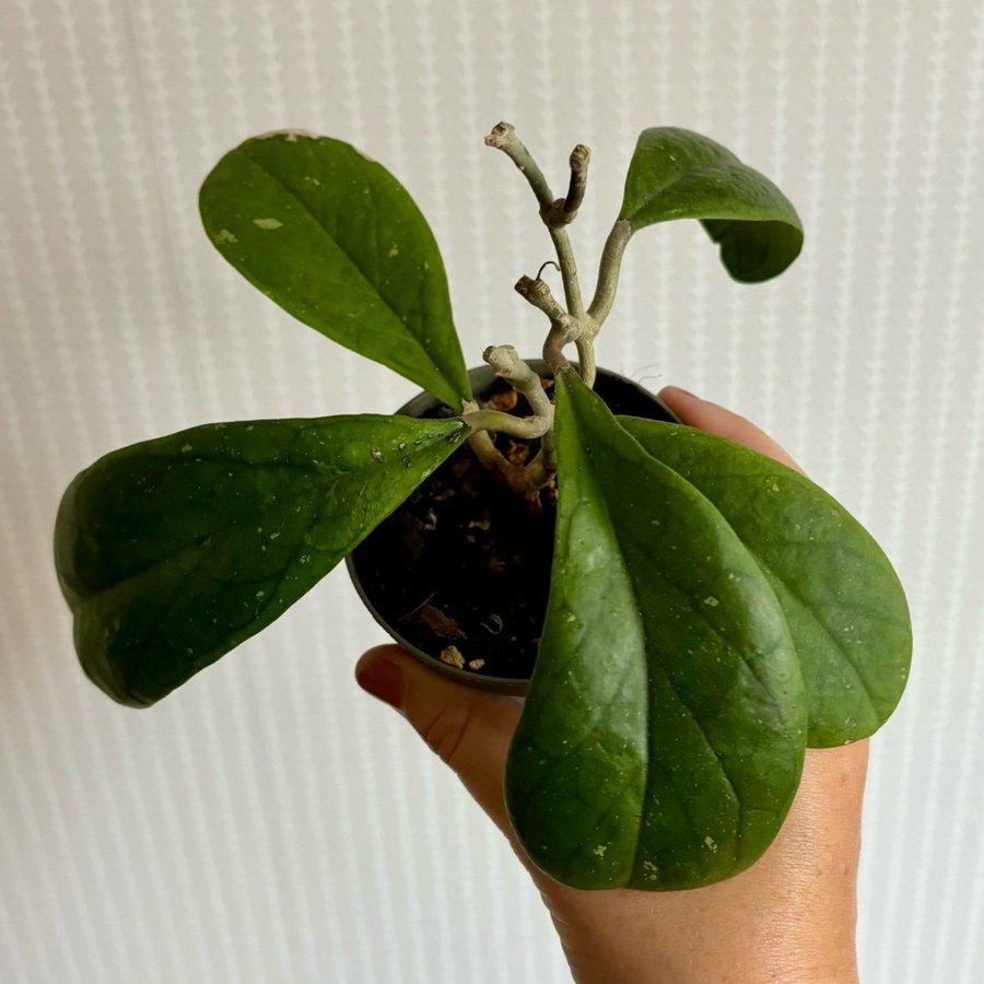 HELA PLANTAN Hoya Viola