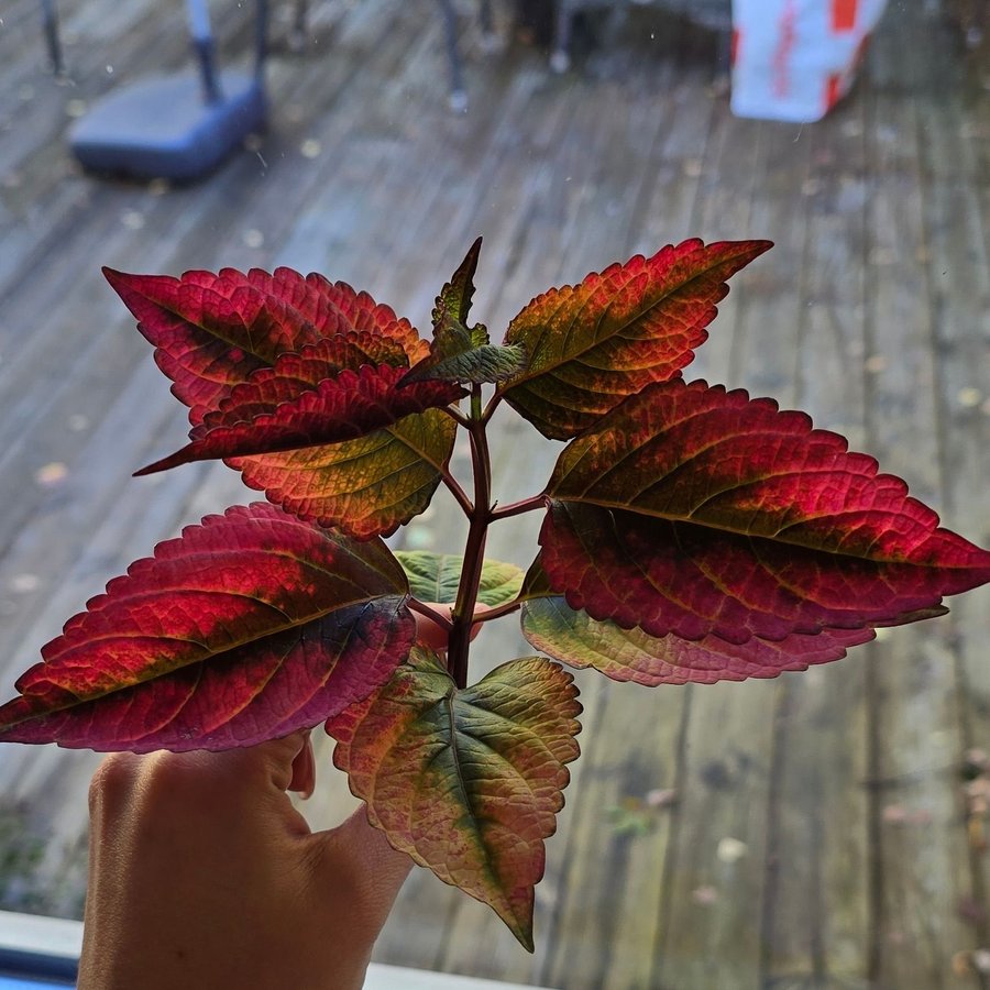 Plaettblad Coleus- NN (fröis)