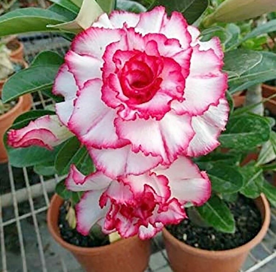 Adenium obesum tre frön