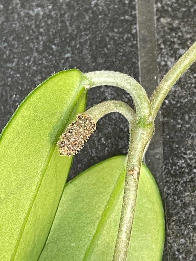 Porslinsblomma ( Hoya carnosa)stickling med frökapsel och rötter