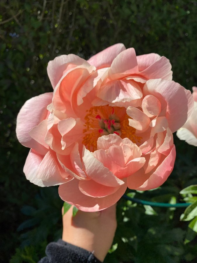 Vacker coral charm Pion Paeonia pioner Peony blommor perenn aprikos apricot