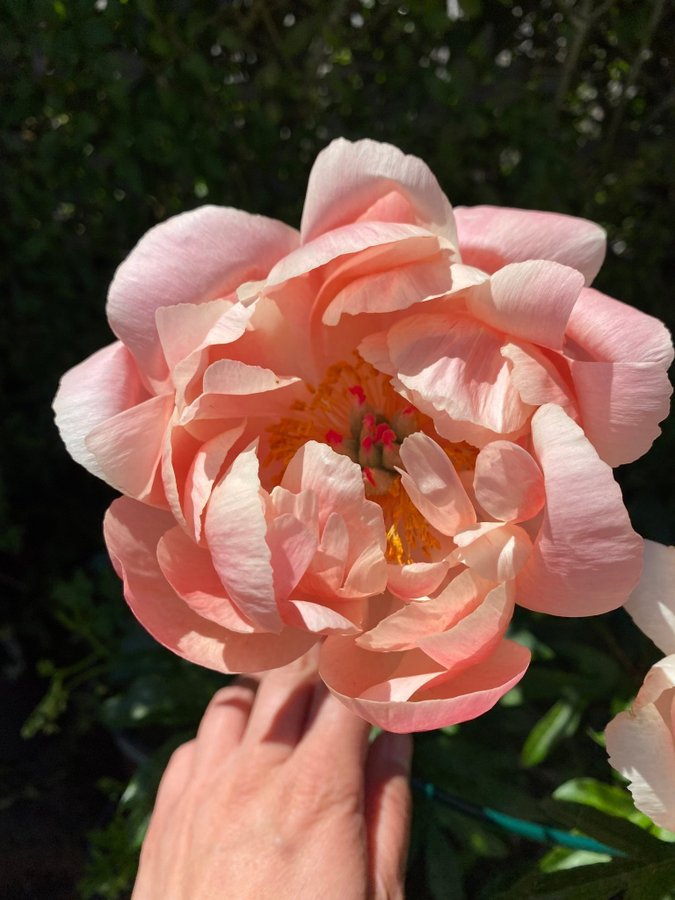 Vacker coral charm Pion Paeonia pioner Peony blommor perenn aprikos apricot