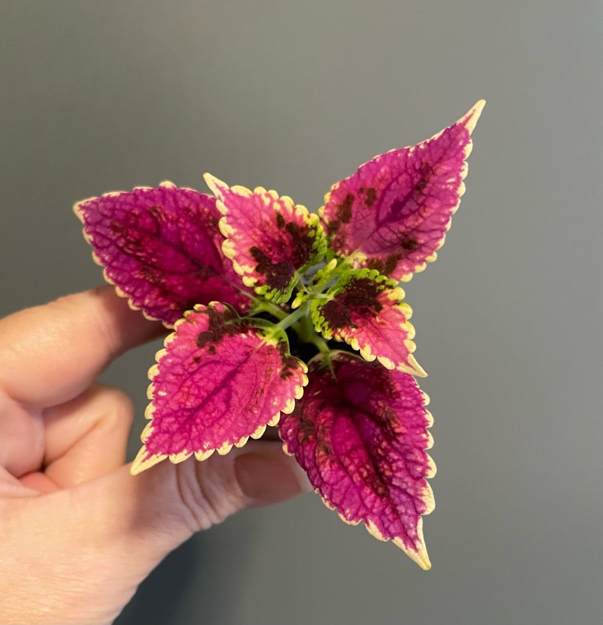 Pink Dream rotad stickling palettblad coleus