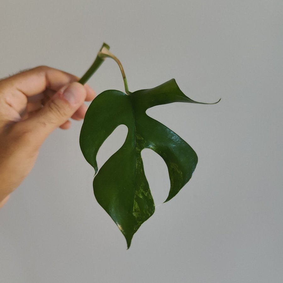 Monstera Adansonii mint variegata och kruka