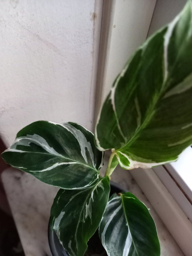 Calathea 'White Fusion' planta