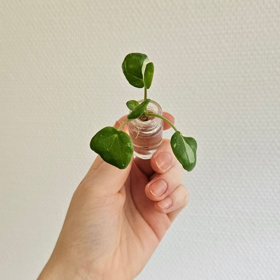 Elefantöra Pilea Peperomioides White Splash Stickling