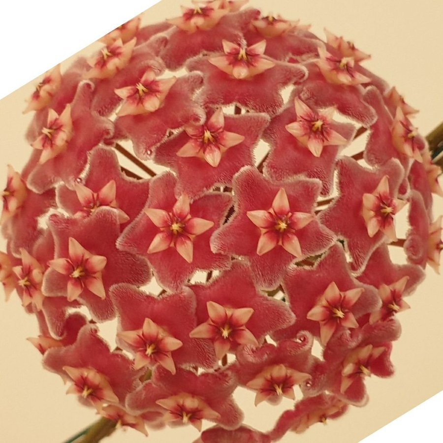 Hoya pubicalyx pink mycket silver