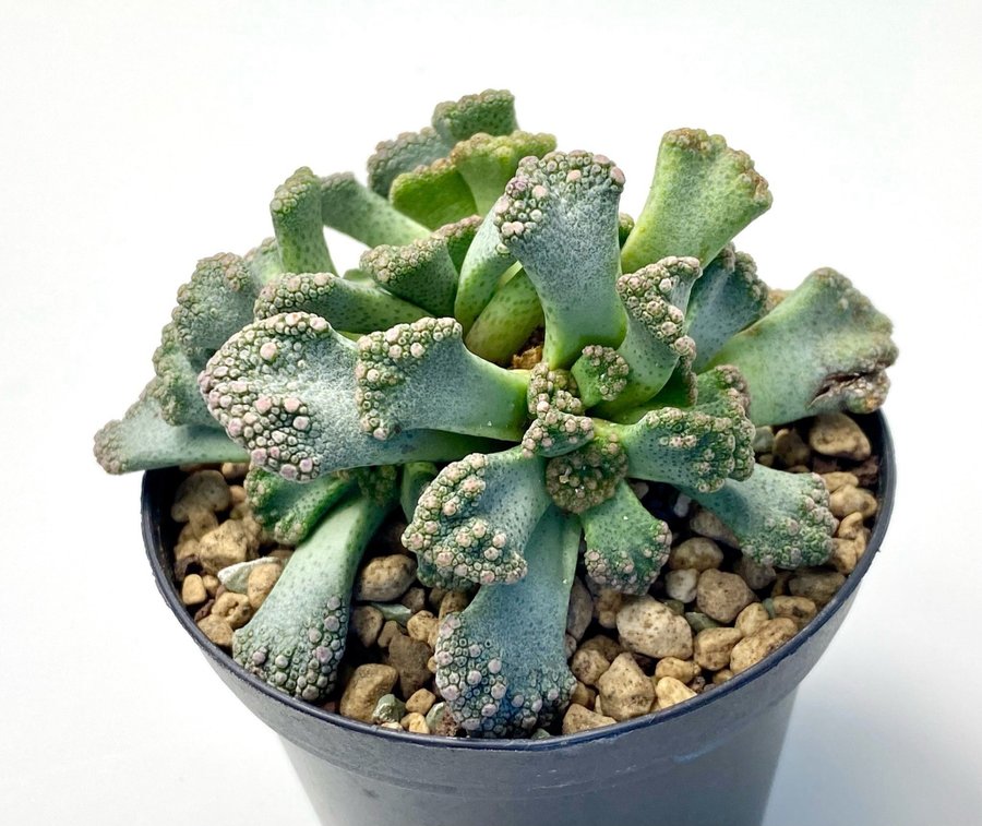 Titanopsis calcarea