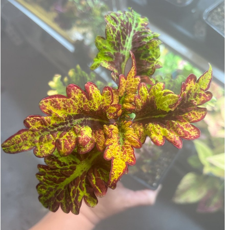 Palettblad/coleus stickling, FRÖIS