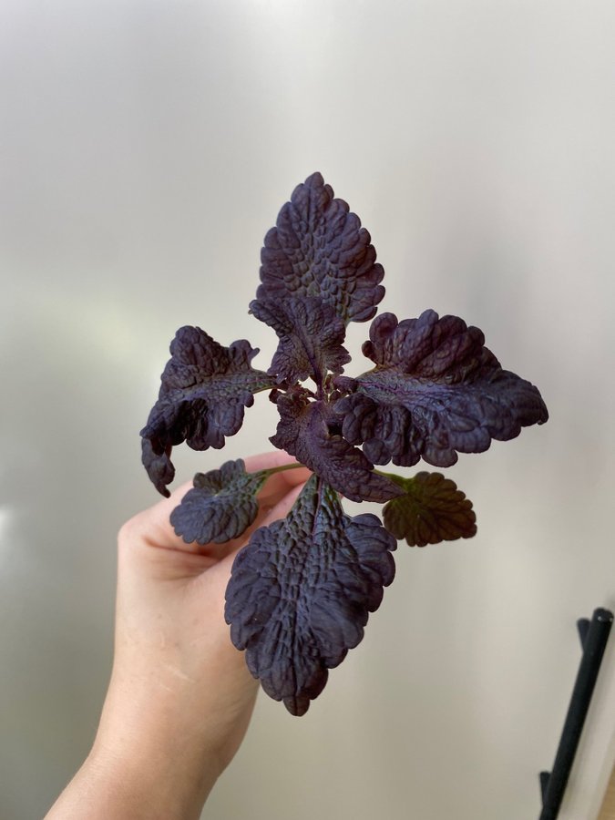 Palettblad/coleus, Othello