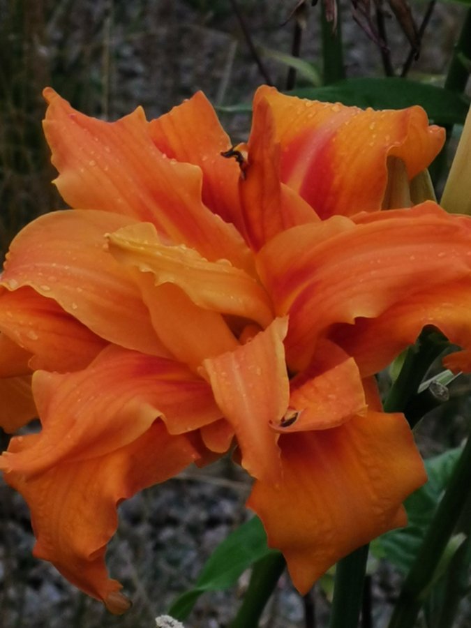 Hemerocallis fulwa kwanzo UNDERBAR