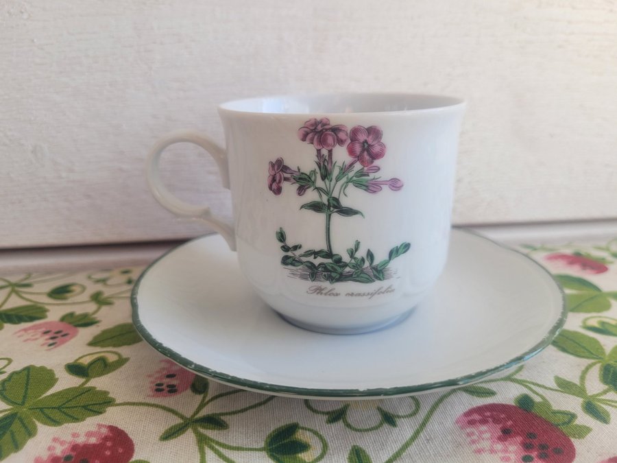 Vintage kopp med fat / Seltmann Weiden / Botanica phlox / 70 talet