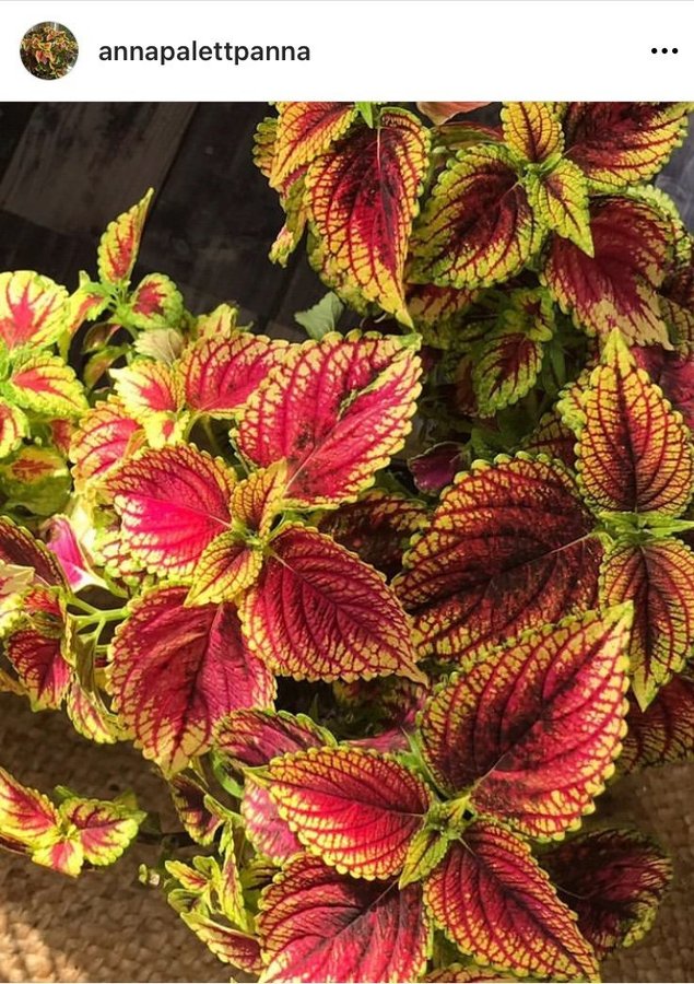 Summer Medow stickling palettblad coleus