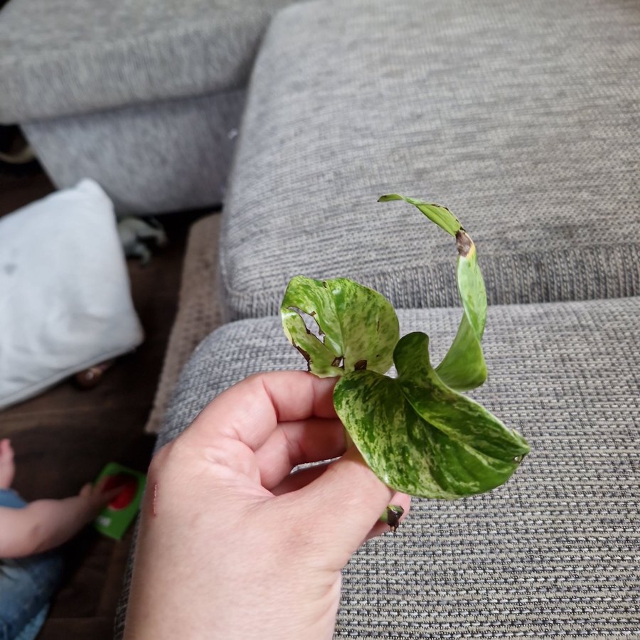 Epipremnum aureum ’Marble Queen