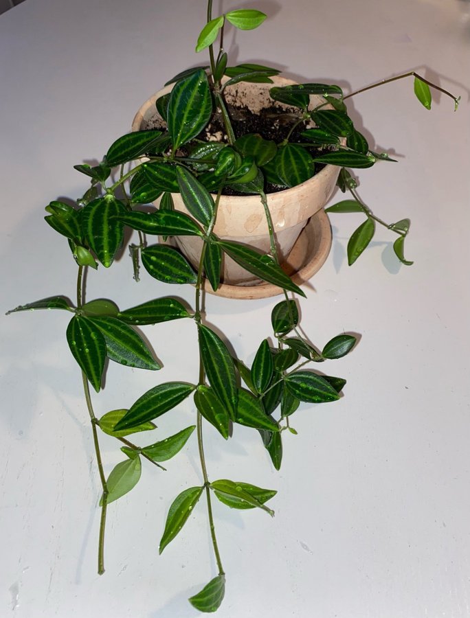 PEPEROMIA 'ROCCA VERDE' - rotad stickling