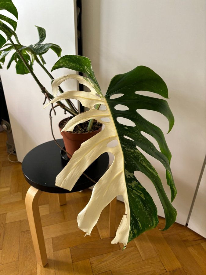 Monstera Albo Variegata HALF MOON