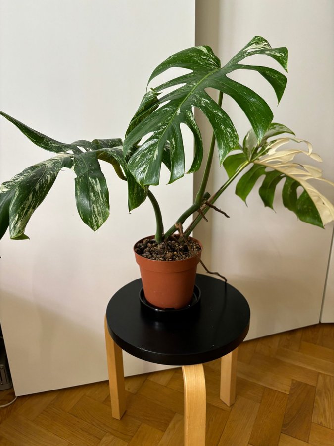 Monstera Albo Variegata HALF MOON