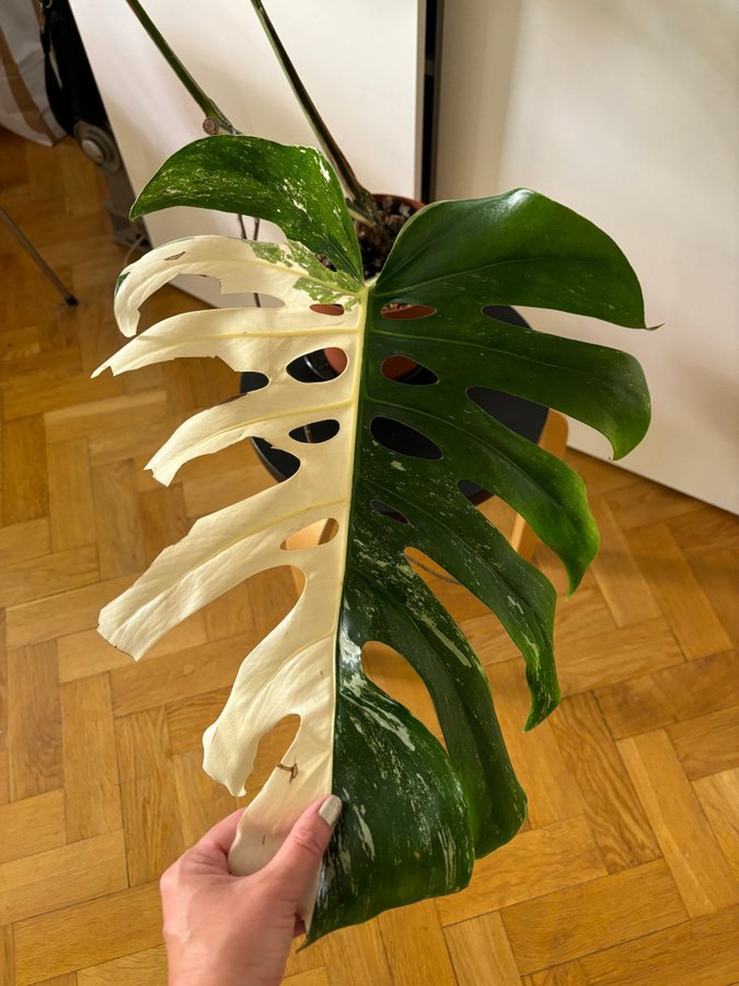 Monstera Albo Variegata HALF MOON