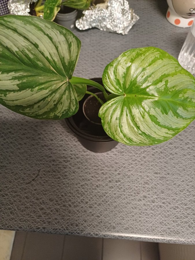 Philodendron mamei