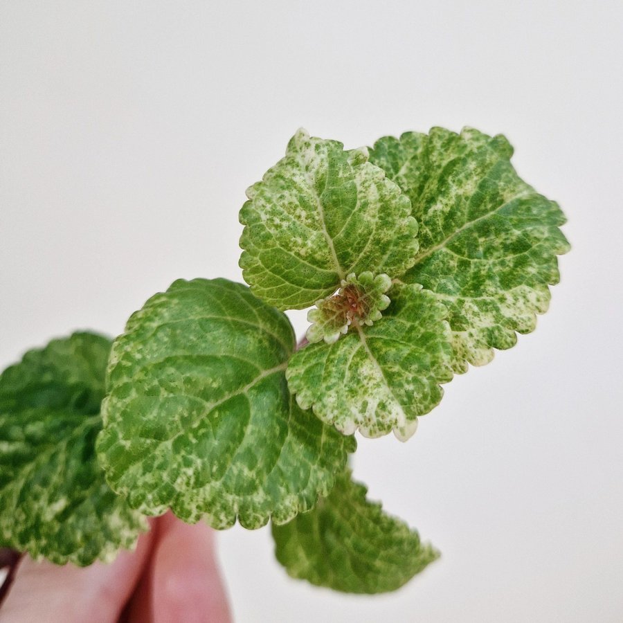 Variegerad Karlbergare (plectranthus verticillatus) stickling