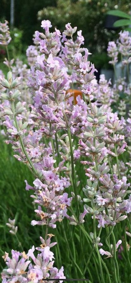 Sällsynta Lavandula angustifolia Rosea Rosa lavendel pink 20 frö