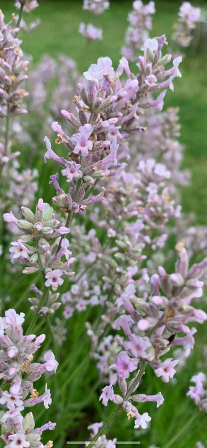 Sällsynta Lavandula angustifolia Rosea Rosa lavendel pink 20 frö