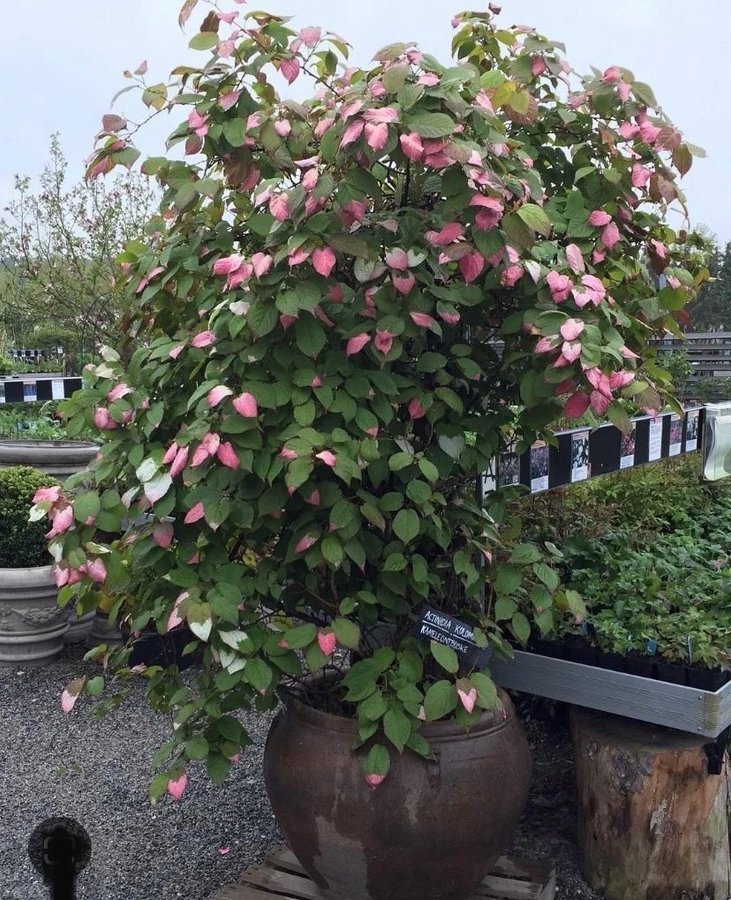 Kameleontbuske Actinidia kolomikta - Mini kiwi