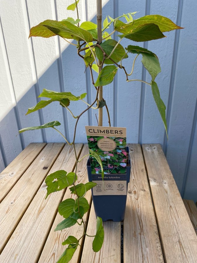 Kameleontbuske Actinidia kolomikta - Mini kiwi