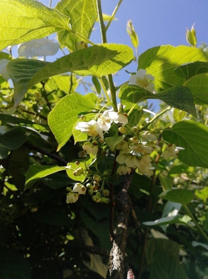 Kameleontbuske Actinidia kolomikta - Mini kiwi