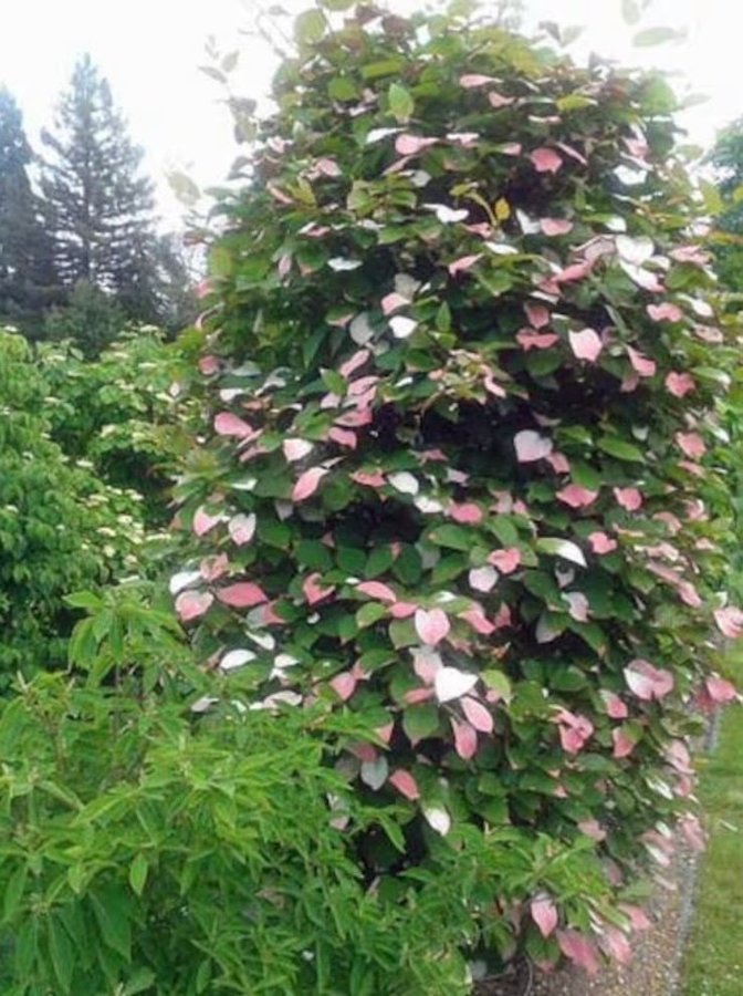 Kameleontbuske Actinidia kolomikta - Mini kiwi