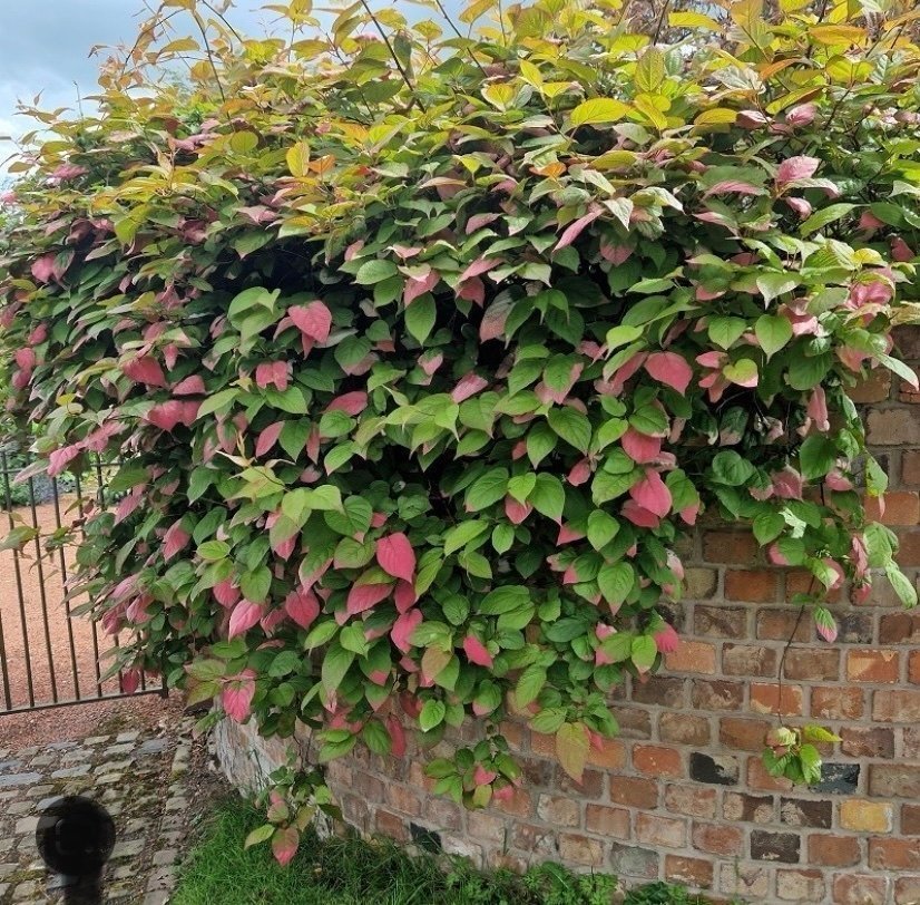 Kameleontbuske Actinidia kolomikta - Mini kiwi