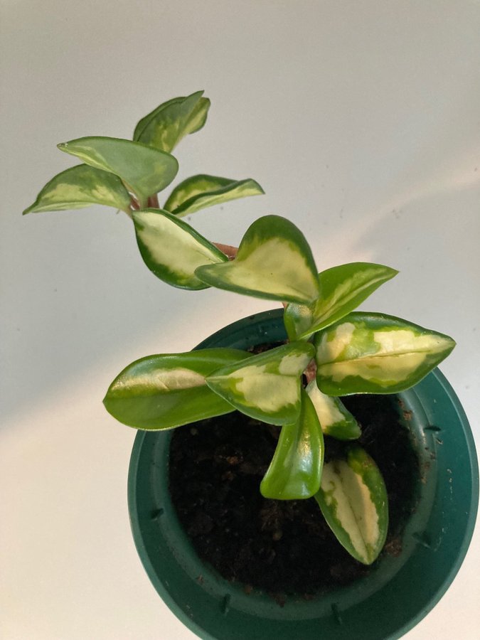 Hoya Krimson Queen