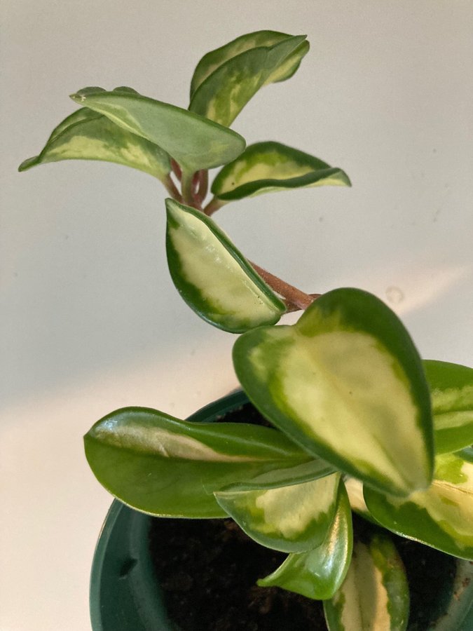 Hoya Krimson Queen