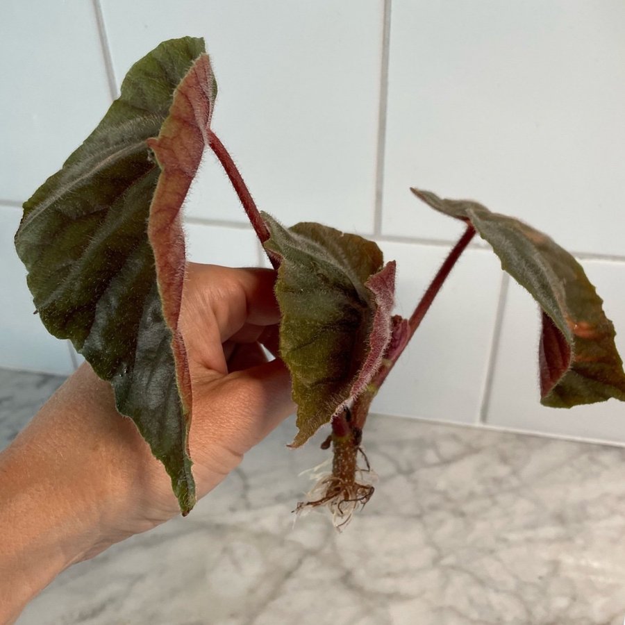 Begonia Oldemor rotad stickling