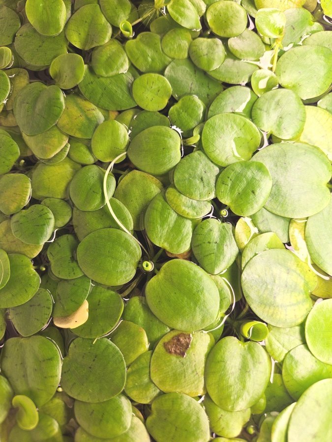 Amazon Frogbit