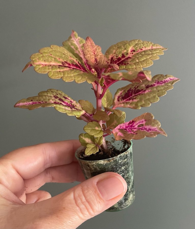 Honey Pie stickling palettblad coleus