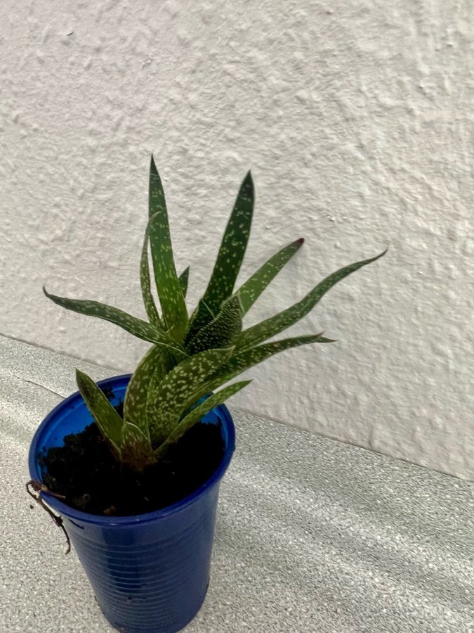 Gasteria 'Beguinii' Höjd ca 12 cm