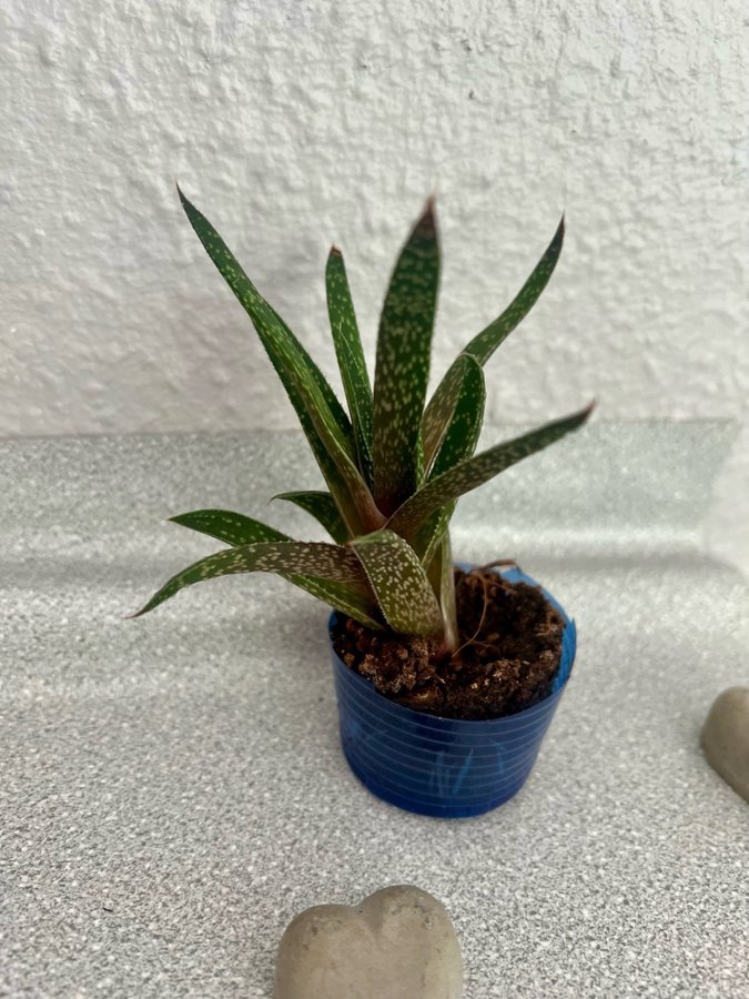 Gasteria 'Beguinii' Höjd ca 12 cm